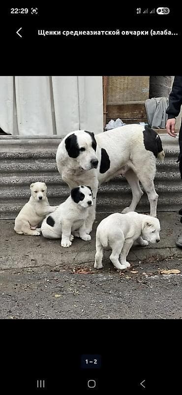 куплю собаку бишкек: Алабай, 3 месяца, Самец, С прививкой — 2