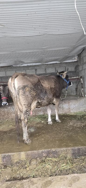 Аквариумдар: Сатам | Уй (ургаачы) | Көбөйтүү үчүн | Байланган — 8