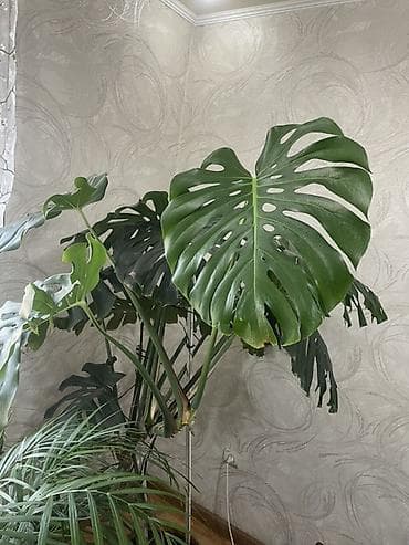 монстеро: Монстера делициоза (Monstera deliciosa), крупное комнатное — 1