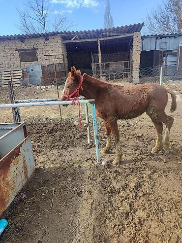 лошади кони: Продаю | Жеребенок | Для разведения — 3