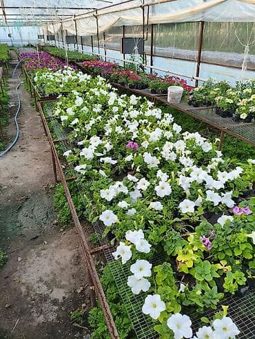 теплицы петуньи: Платная доставка — 2