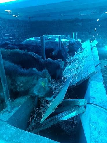 Продаю | Музоо, торпок | Полукровка | На откорм