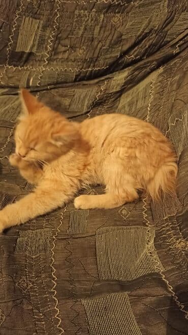 котенка в добрые руки: Отдам котят в добрые руки к лодку приучины,котята ищят дом добрые — 2