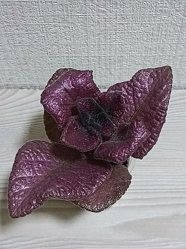 Упаковочные товары: Эписции 10 сортов. Крупные детки, некоторые с бутонами. Цветут — 9