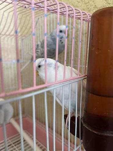 Животные: Волнистые попугаи продаю вместе с клеткой одна девочка другой мальчик — 2