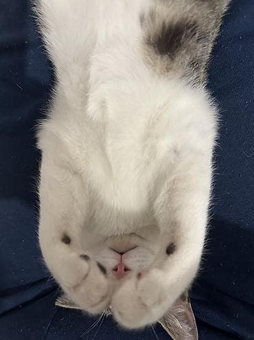 куплю бенгальского котёнка: Беспородная, 6 месяцев, Мальчик, Биколор, Приучена к лотку, Проглистована, С прививками — 3