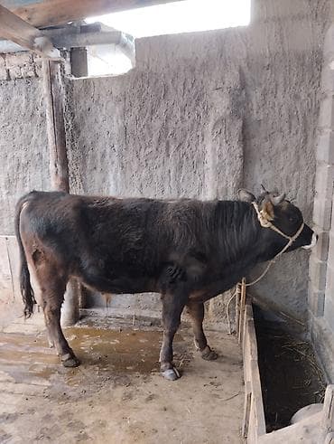 кошки сиамские: Продаю | Бык (самец) | На откорм | Привязанные — 2