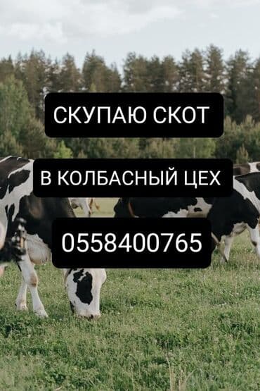 животные коты: Сатып алам | Уйлар, букалар, Жылкылар, аттар | Күнү-түнү, Бардык шартта, Союлган — 1