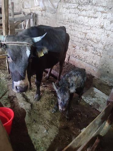 мышык берем: Сатам | Кунаажын | Аргын | Сүт алуу үчүн | Музоологондон кийин — 3