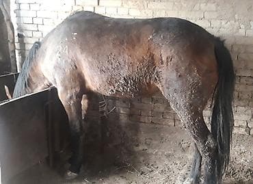 бишкек тай: Сатам | Бээ (ургаачы) | Союуга — 1