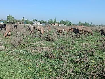 белый фазан: Продаю | Овца (самка) | Для разведения | Матка — 1