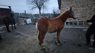 акита собака: Продаю | Жеребенок | Полукровка | Для разведения — 3