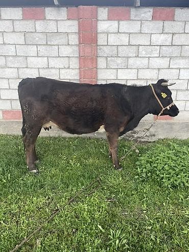 корова тёлка: Продаю | Корова (самка) | Для молока | Привязанные — 4