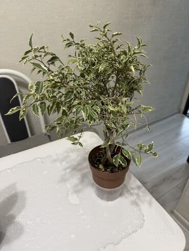 растения аквариумные купить: Пальмы(Хомедория),замиокулькасы(доллар) Зензи,черный доллар,зеленый — 10