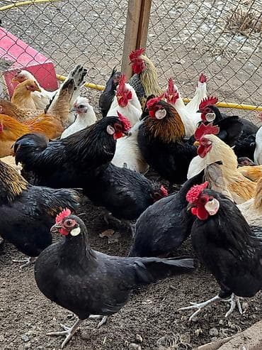 купить перепелов несушек: Продаю декоративные карликовой породы кур и петухов! Отличные наседки! — 3