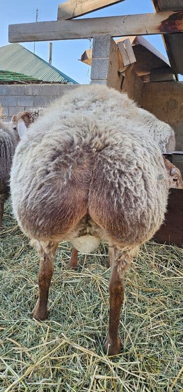продать животных: Продаю | Баран (самец) | Арашан | На забой, Для разведения | Племенные, Осеменитель — 1