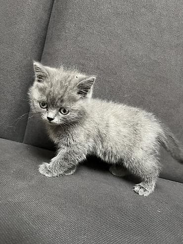 - Порода: шотландская скотиш - Окрас: голубой, плотный, без рисунка -