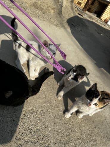 корма для сх животных: Мальчик — 8