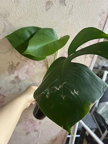 Монстеры: Монстера2шт КАЖДЫЙПО 550с растет очень большой (Monstera deliciosa) — 3