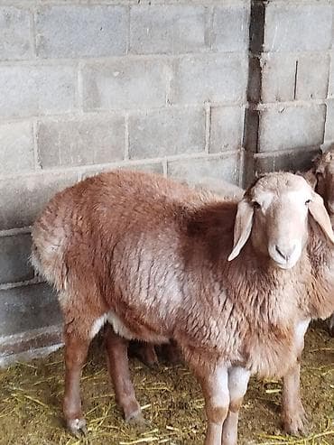 военная сетка: Продаю | Баран (самец) — 2