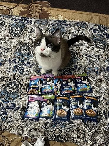 Мышыктар сатылат: 🐱 Кошечка 3 лет ищет любящего и заботливого хозяина ❤️ Очень — 1