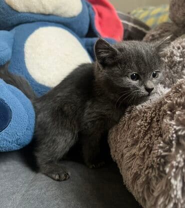 продажа щенков немецкой овчарки с документами в бишкеке: Отдам в добрые руки дымчато‑серый котёнок Характер контактный — 2