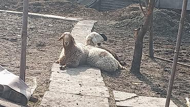 баран продажа: Продаю | Овца (самка) — 2