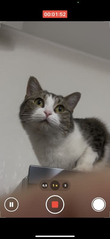 шотландская кошка бишкек: Кошка даром: Беспородная, 1 год, Девочка — 6