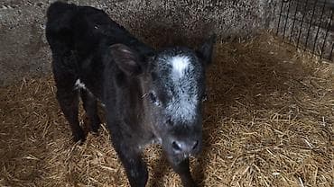 животные в добрые руки: Продаю | Тёлка | Бельгийская | На откорм, Для разведения | Искусственник — 3