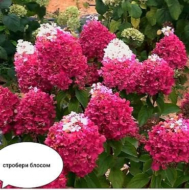 куплю коня: Метельчатая гортензия для сада - Крупные конусовидные соцветия 20–35 — 5