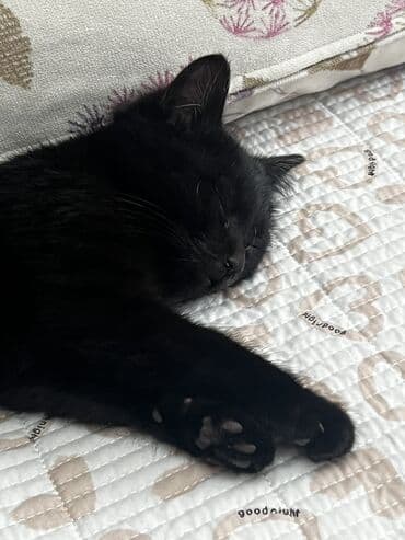 Кошки: Беспородная, 2 месяца, Мальчик, Черный, Приучена к лотку — 3