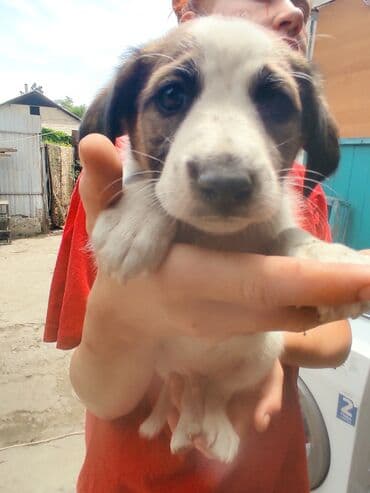 щенки белгийскоц овчарки: Ит бекер берилет: 2 айлык, Эркек — 12