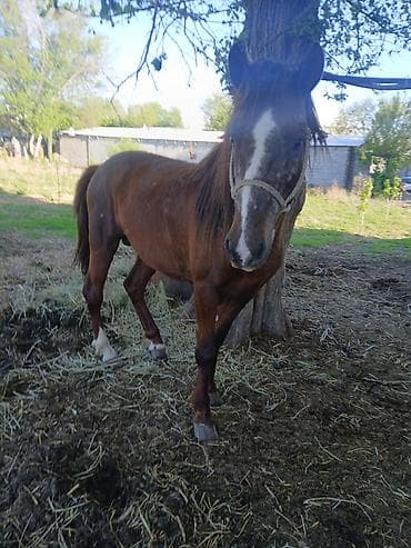 жеребёнок тай: Продаю | Жеребец | Рабочий — 1