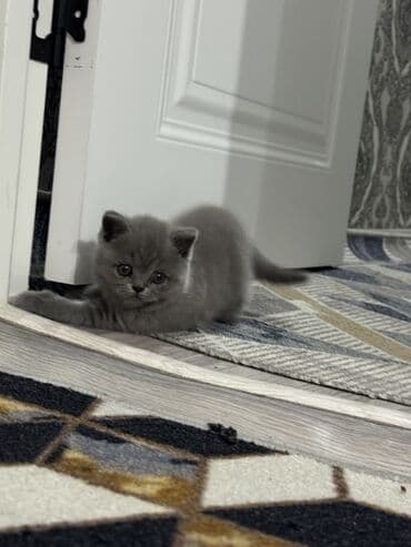 арашан кочкор сатылат: Только одна осталась ( девочка) Шотландские котята (/страйт) серого — 2