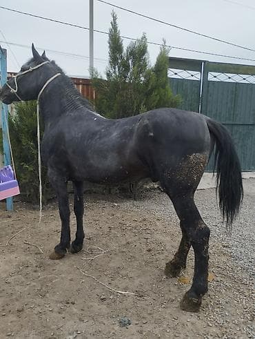 борзые собаки: Продаю | Конь (самец) | На забой | Племенные — 1