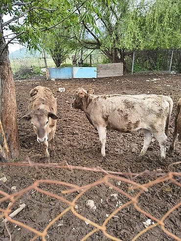 живые рыбки: Продаю | Музоо, торпок | Полукровка | На откорм — 5