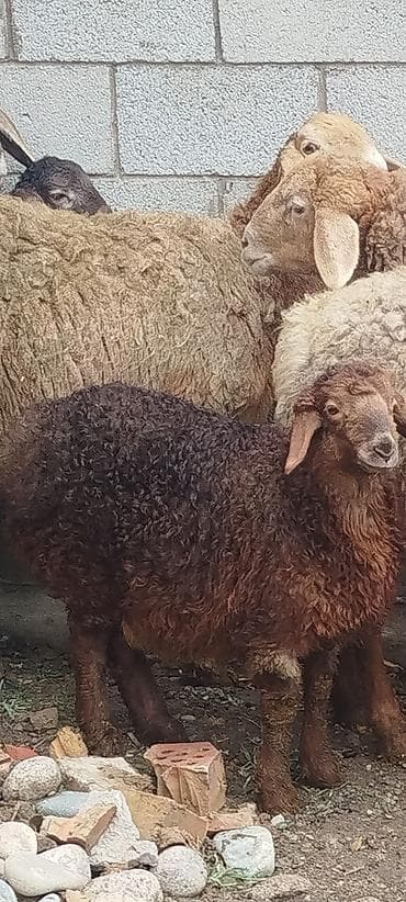 Аквариумдар: Сатам | Ургаачы кой (ургаачы) | Көбөйтүү үчүн | Ургаачы — 2