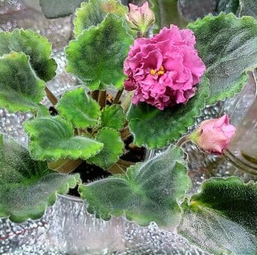 цветы ирис: В продаже цветущие 🌺🌿🌺 и не цветущие ☘️☘️☘️ стартеры. С 4 по 9 фото — 2