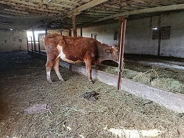 породистый баран: Продаю | Бык (самец) | Полукровка | На откорм | Привязанные — 2