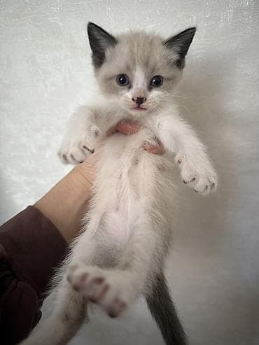 рыжая: Кошка даром: Беспородная, 2 месяца, Мальчик, Приучена к лотку — 1