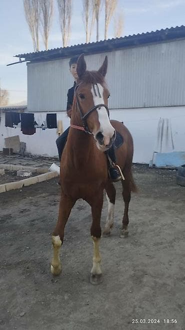 ретривер золотистый цена: Продаю | Конь (самец) | Дончак | Конный спорт | Племенные — 2