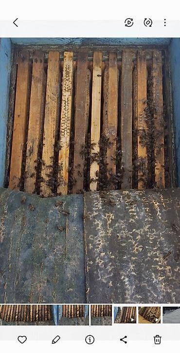 руто: Продаются пчелосемьи как с ульями, так и на высадку( на высадку рамка — 2