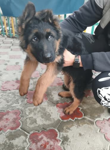 живые раки: Немецкая овчарка, 3 месяца, Самец — 1