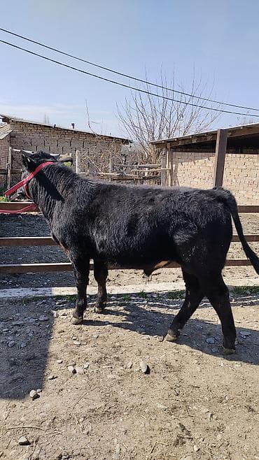 корова с теленкам: Продаю | Бык (самец) | Бельгийская | На откорм | Привязанные — 1