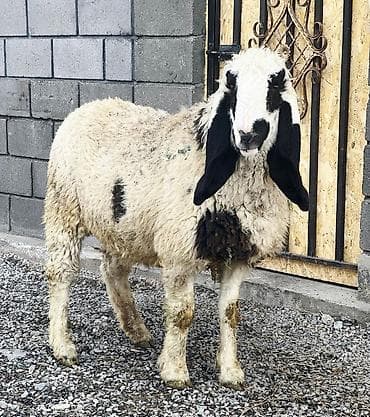 цыплята карабалта: Продаю | Овца (самка) | Гиссарская, Долан, Арашан | Для разведения | Котные, Матка, Ярка — 2