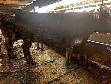 Ветеринар кызматы: Сатам | Уй (ургаачы) | Алатоолук | Бордоп семиртүү үчүн, Союуга | Кысыр, Байланган — 4