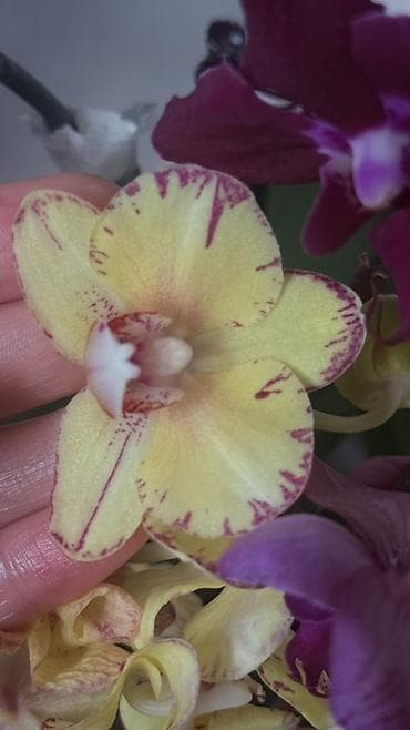 кой сойобуз: Орхидея Phalaenopsis (разные окраски, мини и стандарт) - Сортовая — 9