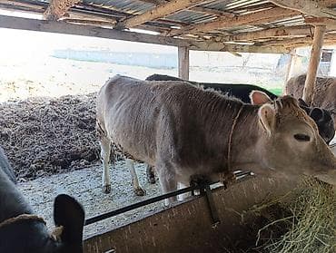 мяса оптом: Продаю | Бык (самец) | Полукровка | На откорм | Привязанные — 7