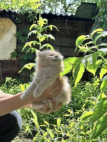 белая сибирская кошка: СИБИРСКИЕ КОТЯТА😍 Папа привозной, мама местная сибирская кошка Два — 1