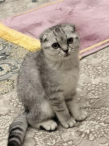 cat sofa: Шотландский вислоухий котёнок (Scottish Fold), окрас серебристый — 3